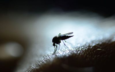 What should clinicians know about Oropouche Virus Disease (OROV)? Dr. Jan Felix Drexler speaks to Medscape Medical News