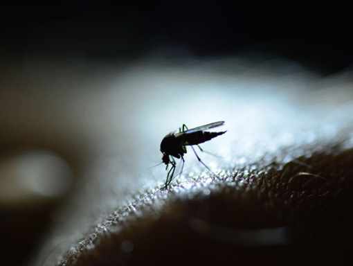 What should clinicians know about Oropouche Virus Disease (OROV)? Dr. Jan Felix Drexler speaks to Medscape Medical News