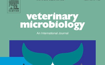 Virulent Brucella nosferati infecting Desmodus rotundus has emerging potential due to the broad foraging range of its bat host for humans and wild and domestic animals