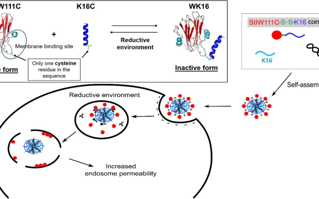 Development of a StIW111C-based bioresponsive pore-forming conjugate for permeabilizing the endosomal membrane