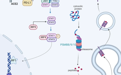 Altered ACE2 and interferon landscape in the COVID-19 microenvironment correlate with the anti-PD-1 response in solid tumors