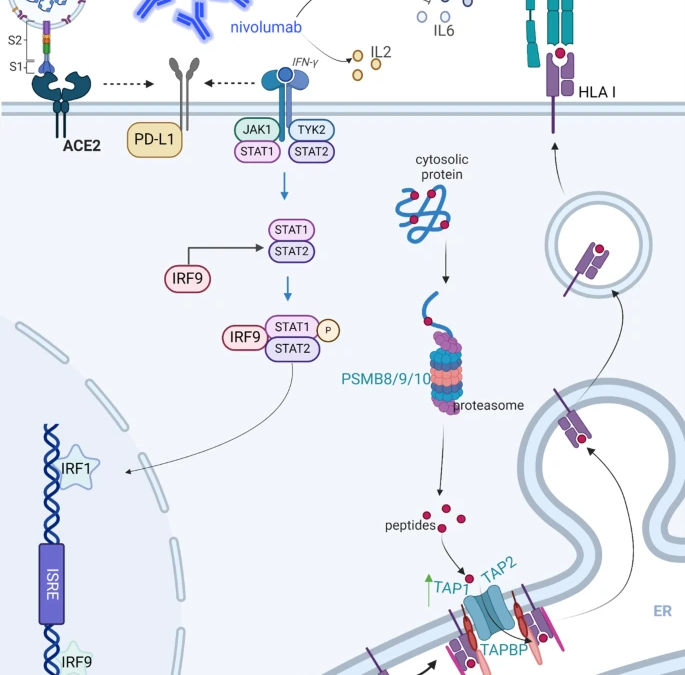 Altered ACE2 and interferon landscape in the COVID-19 microenvironment correlate with the anti-PD-1 response in solid tumors