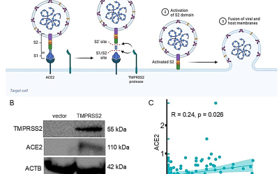 Link of TMPRSS2 expression with tumor immunogenicity and response to immune checkpoint inhibitors in cancers