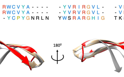 Insights into the Adsorption Mechanisms of the Antimicrobial Peptide CIDEM-501 on Membrane Models