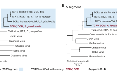 Discovery and biological confirmation of a highly divergent Tacaribe virus in metatranscriptomic data from neotropical bats