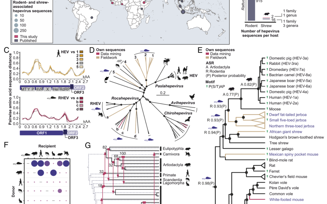 Ancient evolutionary origins of hepatitis E virus in rodents