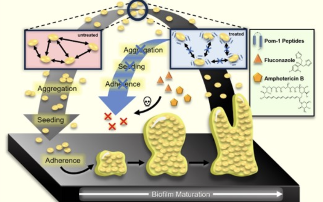 Anti-biofilm peptides can rescue fluconazole and amphotericin B efficacies against Candida albicans