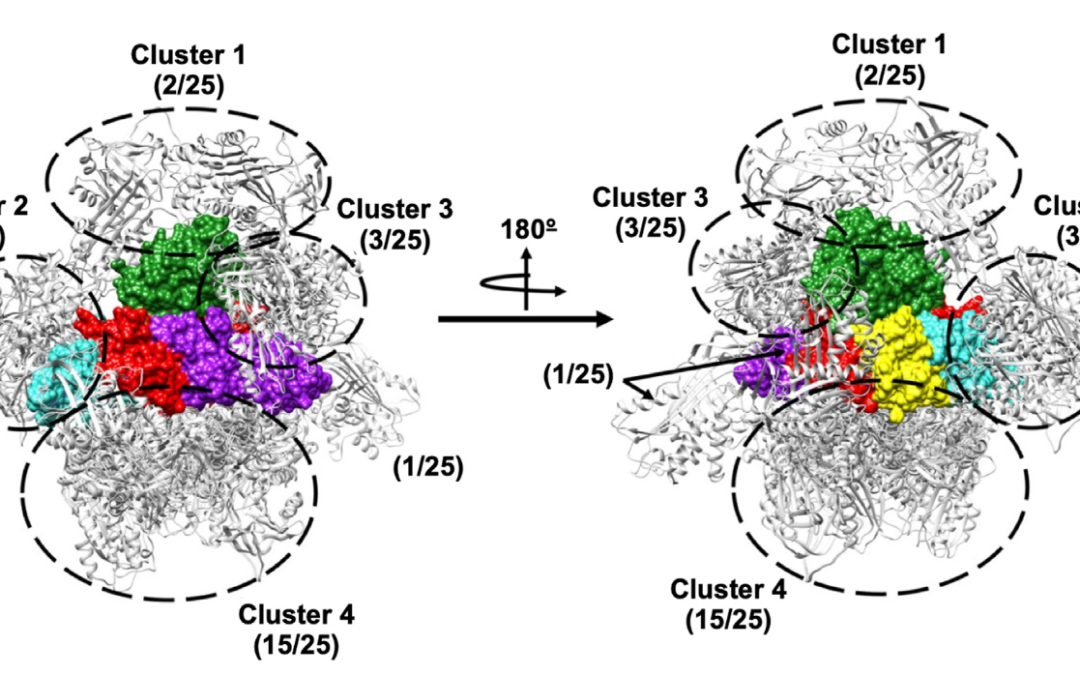 Alpha-1 antitrypsin inhibits pertussis toxin