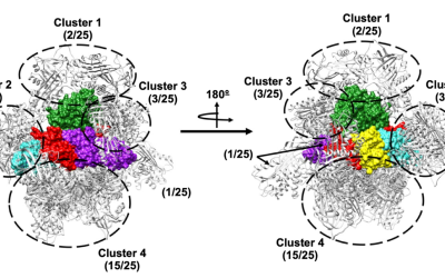 Alpha-1 antitrypsin inhibits pertussis toxin