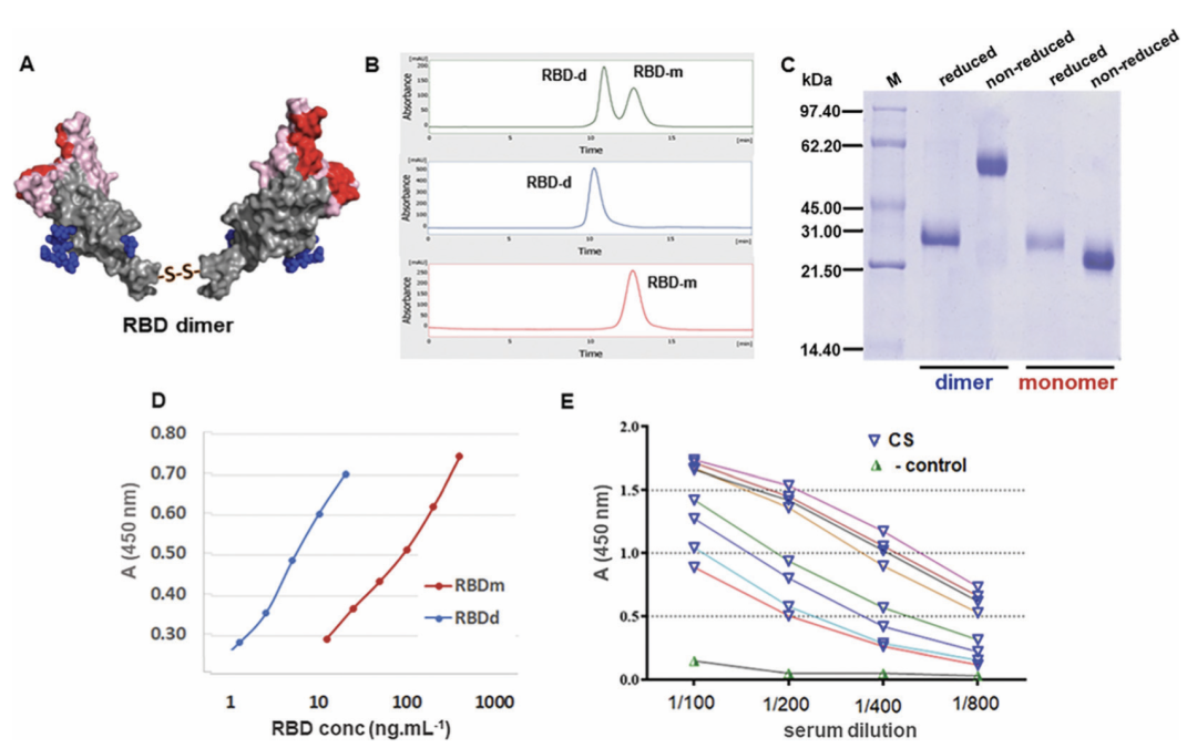 A COVID-19 vaccine candidate composed of the SARS-CoV-2 RBD dimer and Neisseria meningitidis outer membrane vesicles