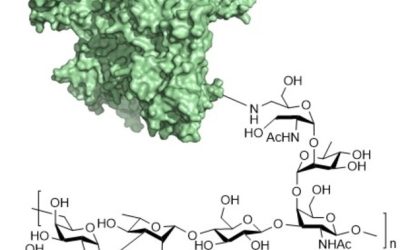 Effect of O-Acetylation on the Antigenicity and Glycoconjugate Immunogenicity of the Streptococcus Pneumoniae Serotype 7F Capsular Polysaccharide