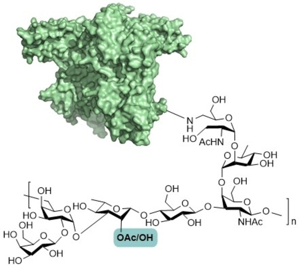 Effect of O-Acetylation on the Antigenicity and Glycoconjugate Immunogenicity of the Streptococcus Pneumoniae Serotype 7F Capsular Polysaccharide