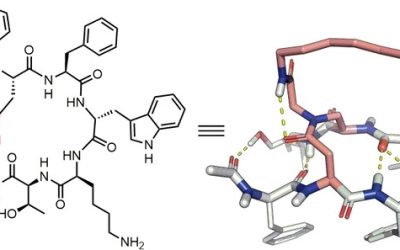 Multicomponent Functionalization of the Octreotide Peptide Macrocyclic Scaffold