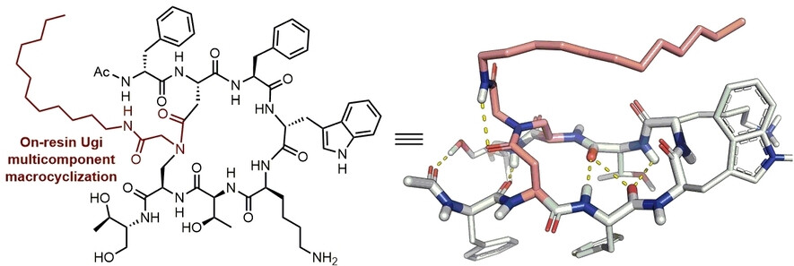 Multicomponent Functionalization of the Octreotide Peptide Macrocyclic Scaffold