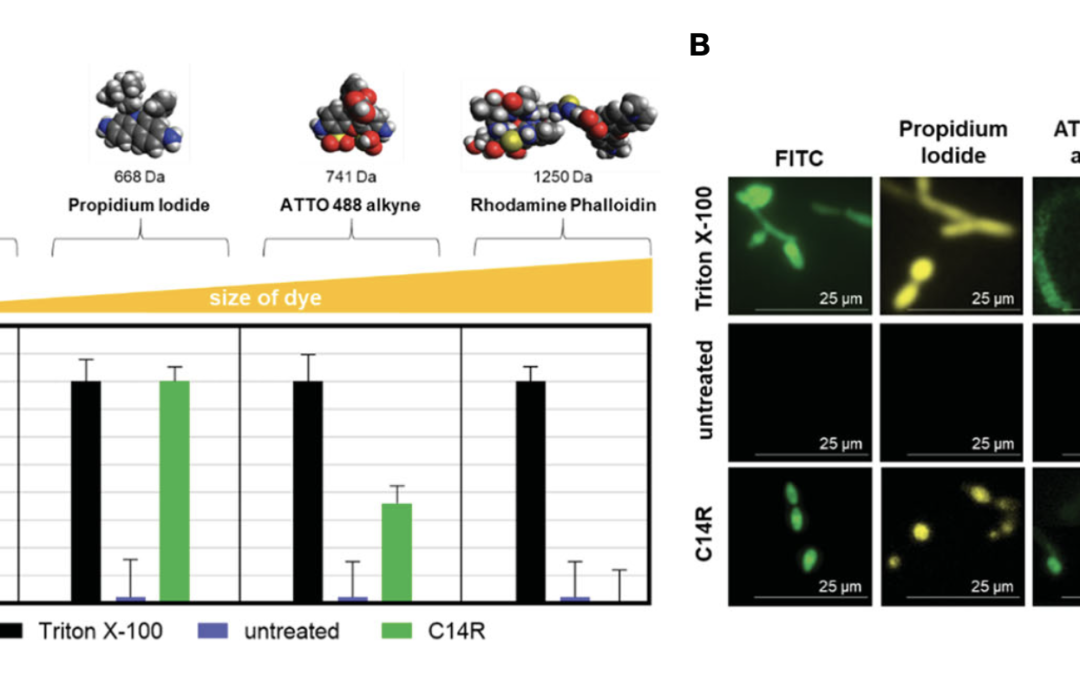 Pore-forming peptide C14R exhibits potent antifungal activity against clinical isolates of Candida albicans and Candida auris
