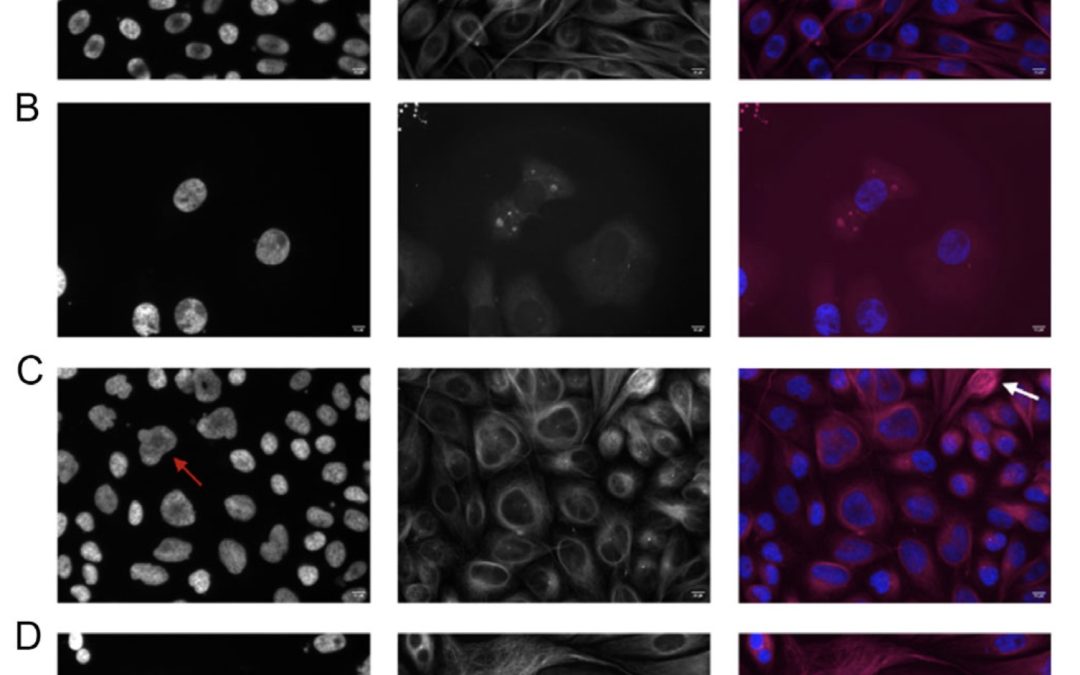 Exploration of the Tertiary Amide Chemical Space of Dolastatin 15 Analogs Reveals New Insights into the Structure–Anticancer Activity Relationship