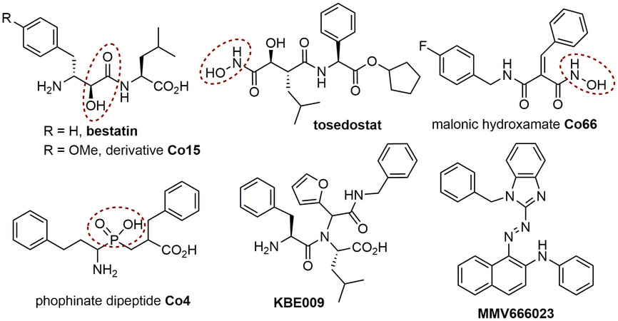 Synthesis and Evaluation of Peptoid-Based Compound Libraries as Inhibitors of Parasite Metallo-Aminopeptidases