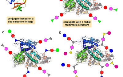 Creating unimolecular multivalent diversity in protein conjugates via the Passerini multicomponent bioconjugation with isocyanoproteins